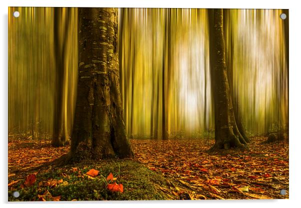 Autumn beech woods with blur Acrylic by Izzy Standbridge