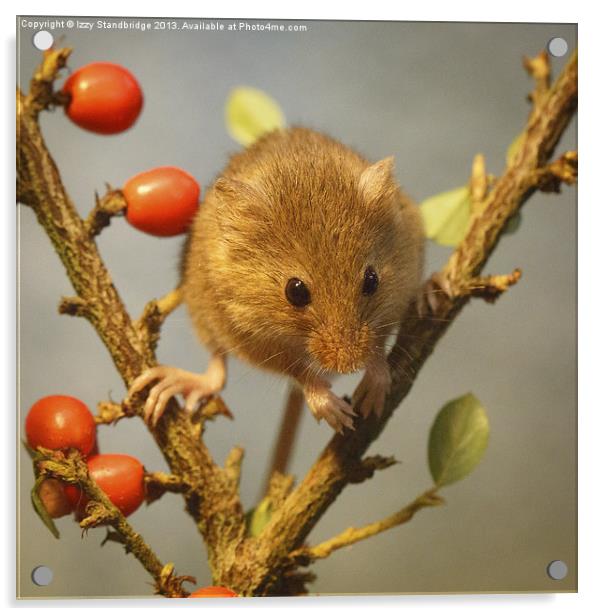 Harvest mouse (Micromys minutus) Acrylic by Izzy Standbridge