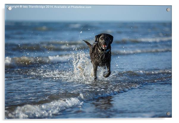 Black Labrador fun in the sea Acrylic by Izzy Standbridge