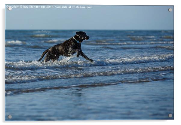 Black labrador fun in the sea Acrylic by Izzy Standbridge