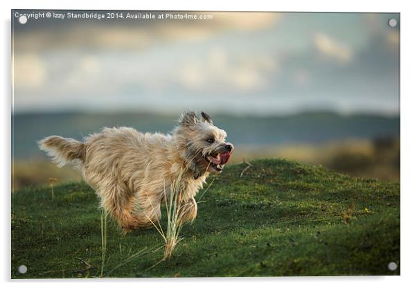  Cairn Terrier having a ball Acrylic by Izzy Standbridge