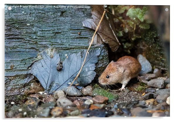  Bank vole Acrylic by Izzy Standbridge