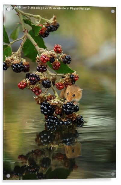  Harvest mouse on brambles with reflection Acrylic by Izzy Standbridge