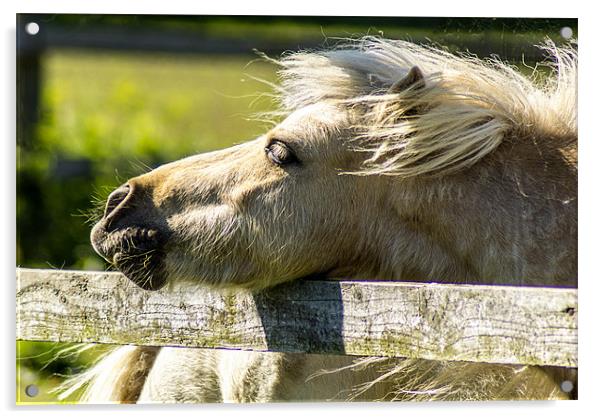 Dozing Horse Acrylic by richard downes