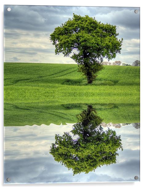 Tree reflection Acrylic by richard downes