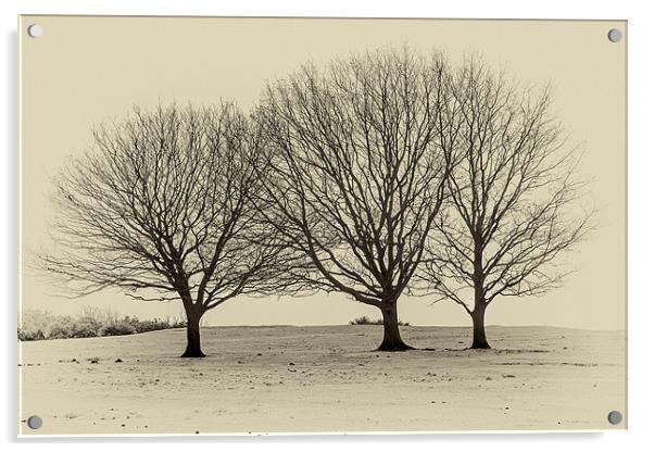 three trees Acrylic by richard downes