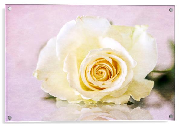 the rose Acrylic by richard downes