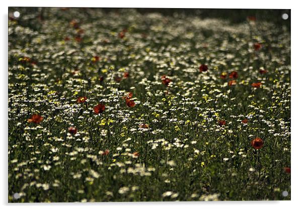 Summer Field Acrylic by richard downes