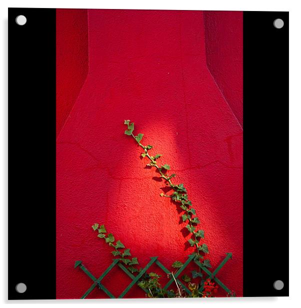 Ivy Acrylic by Carlo Macinai