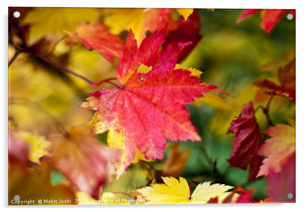 Maple Leaf Acrylic by Mohit Joshi