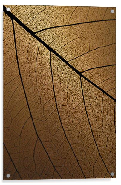 The Veins Of Leaf Acrylic by David Watts