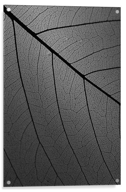 Veins Of Leaf Charcoal Acrylic by David Watts