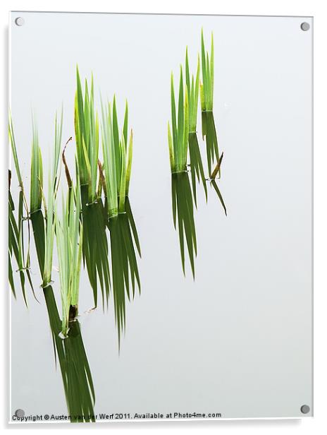 Reeds in pond 2 Acrylic by Austen van der Werf