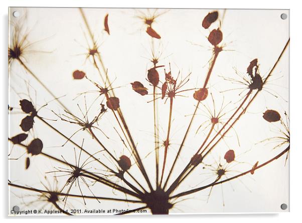 Hogweed seed head Acrylic by K. Appleseed.