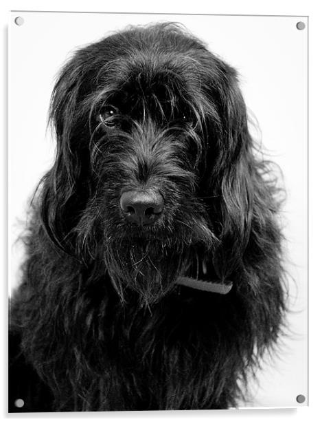 F1 black mini Labradoodle Acrylic by K. Appleseed.