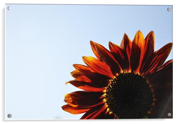 Red Sunflower Acrylic by K. Appleseed.