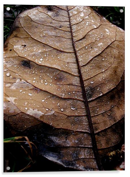 Leaf After the Rain.... Acrylic by K. Appleseed.