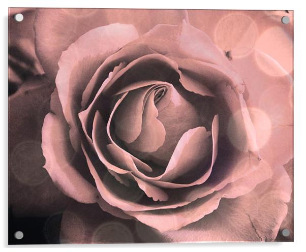 Pink Rose Abstract Acrylic by K. Appleseed.