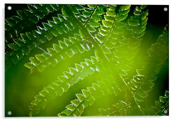 Fern abstract Acrylic by K. Appleseed.