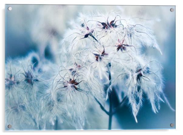 Cotton Grass Seedheads Acrylic by K. Appleseed.