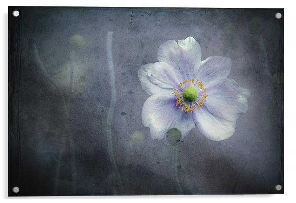 The last flower of Summer, pink Anemone Japonica Acrylic by K. Appleseed.