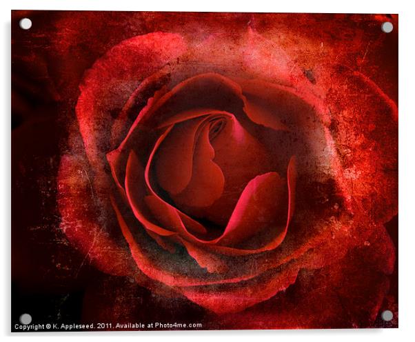 Red Rose of passion for valentines day Acrylic by K. Appleseed.