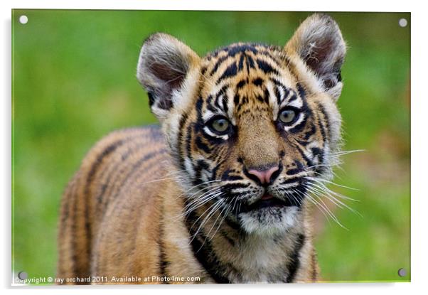 sumatran tiger cub Acrylic by ray orchard