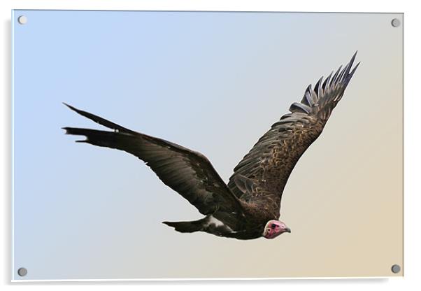 Griffon Vulture Acrylic by Tony Bates
