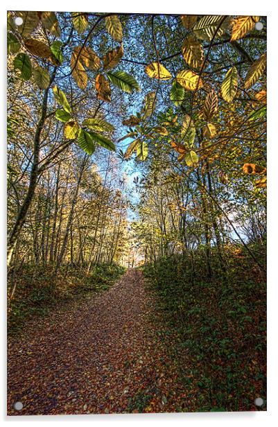 Woodland pathway Acrylic by Tony Bates