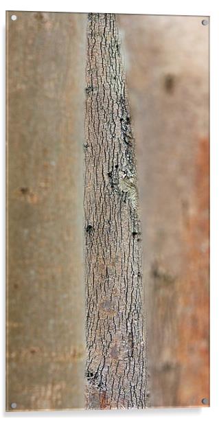 Tree bark Acrylic by Tony Bates