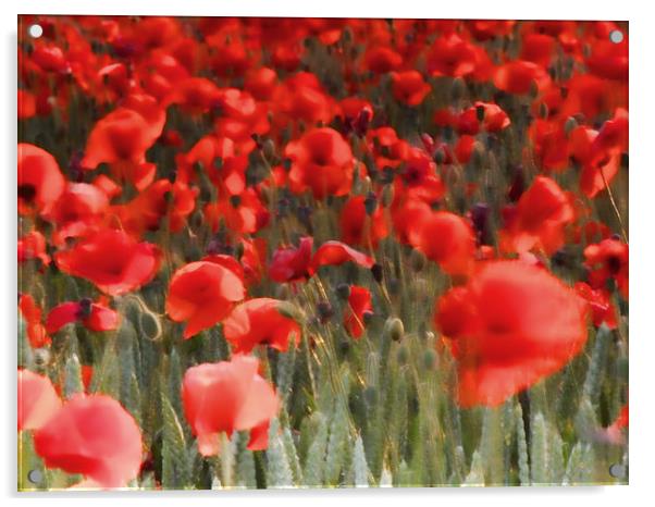 Poppy Field Acrylic by Tony Bates