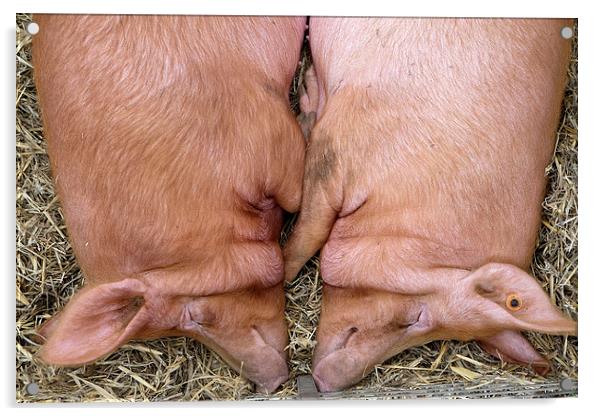  Sleeping pigs Acrylic by Tony Bates