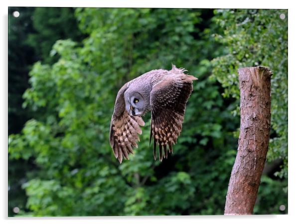 Great grey Owl Acrylic by Tony Bates