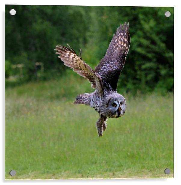 Great grey Owl Acrylic by Tony Bates