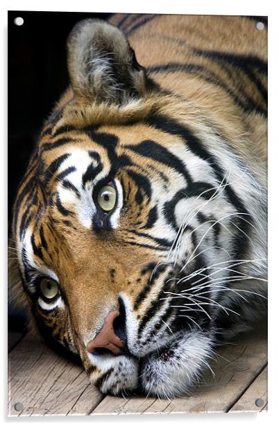 Sumatran Tiger Acrylic by Tony Bates
