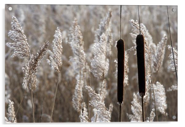 Reeds Acrylic by Tony Bates