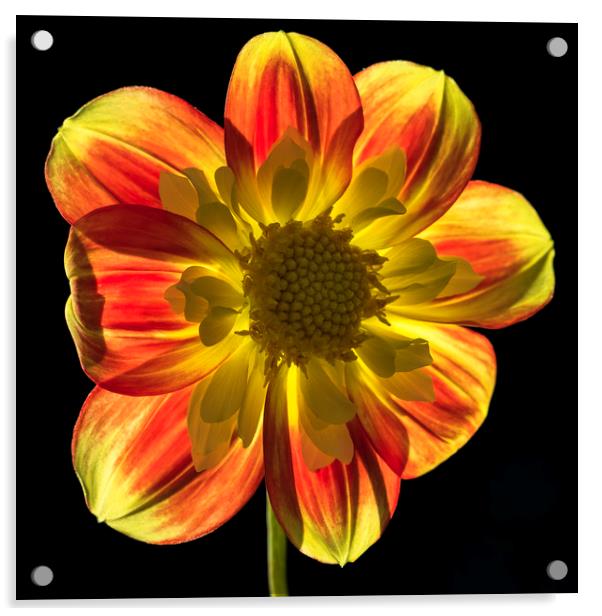 Dahlia Flower back lit Acrylic by Tony Bates