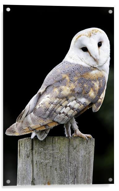 Barn Owl Acrylic by Tony Bates