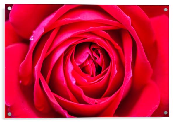 Red rose close up Acrylic by Tony Bates