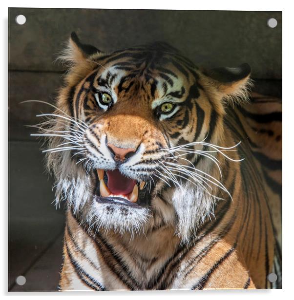 Sumatran Tigers Acrylic by Tony Bates