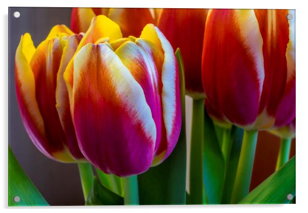 Tulip flowers Acrylic by Tony Bates