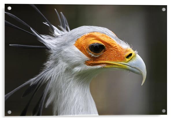 Secretary Bird Acrylic by Tony Bates