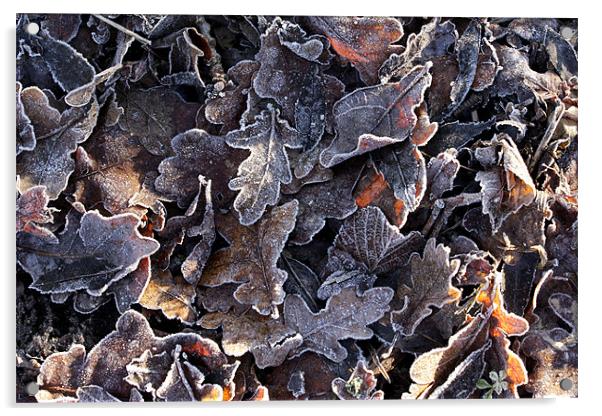 Frosted oak leaves Acrylic by Tony Bates