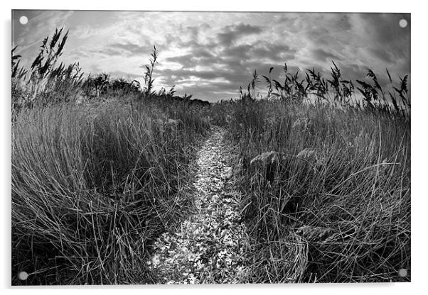 Reed bed foot path Acrylic by Tony Bates