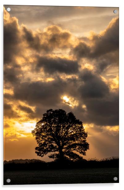 tree silhouette Acrylic by Tony Bates