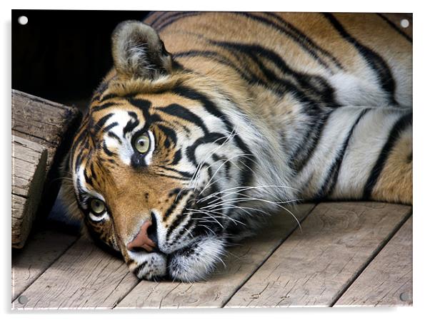 Sumatran tiger Acrylic by Tony Bates
