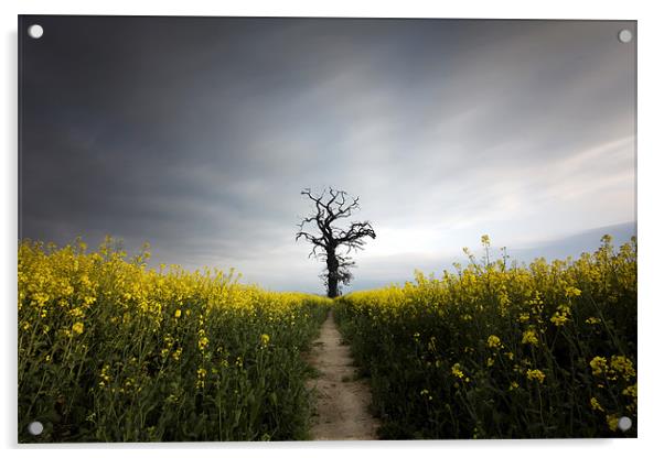 Dead tree Acrylic by Tony Bates