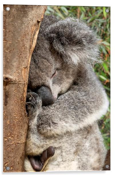 Koala bear in tree Acrylic by Tony Bates