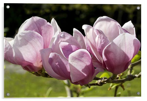 Magnolia Flowers Acrylic by Tony Bates