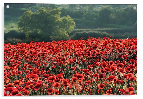 Red Poppies Acrylic by Tony Bates